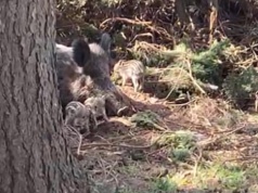 Dziki po kilku dniach opuściły teren AWF. "Mogliśmy im zapewnić spokojną przestrzeń"