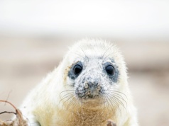 Sporo małych fok wyszło na polskie plaże i wymaga pomocy. Co się dzieje?