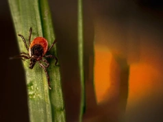Program profilaktyki boreliozy w Gorzowie Wlkp. Nawet 850 osób skorzysta z bezpłatnych badań