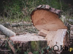 Oddają drewno za darmo! Niektórzy w ten sposób ogrzewają się całą zimę