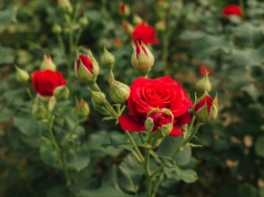 Twoje róże nie mają pąków? Ogrodnik zdradza, co robisz źle