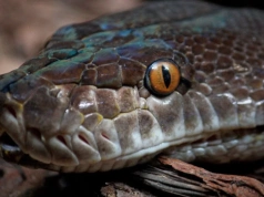Żmij. Poczet postaci, duchów i demonów występujących w podaniach i legendach