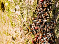 Plaga oblepia drzewa i wdziera się do mieszkań. Ten owad opanowuje Polskę