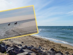 Pokazali nagranie z Helu. "Zwierzęta zażywały morskiej kąpieli"