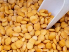 Mylisz go z chwastem, a to polska bomba białkowa. Zapomnij o soi i ciecierzycy