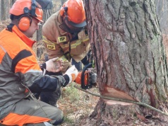Wycinka drzew. Komendant Główny PSP zatwierdził nowy program