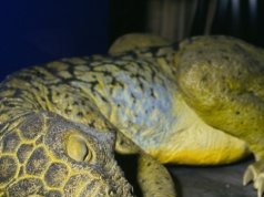 Dinozaur jak smok wawelski. Zaskakująca zawartość żołądka