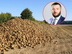 Ponad 1,5 mln ton cukru zaleje UE. Rolnicy alarmują: to zagrożenie dla buraka