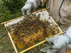 Rząd Tuska wbija nóż w plecy pszczelarzom? Spór o pszczoły rozpala polityków