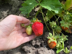 Wlej to pod truskawki już w kwietniu. W sezonie krzaki ugną się od dorodnych owoców