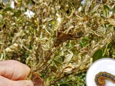 Wygląda dziwnie, ale działa. Trik, który zabija ćmę bukszpanową