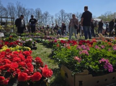 Ogrodnicze święto w Piotrkowie Trybunalskim