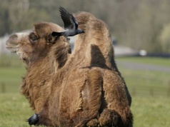 Amok w zoo. Zwierzęta nie mają spokoju. Ptaki posuwają się do kradzieży