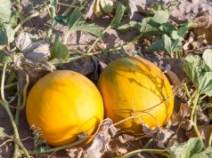 Wysiej już teraz, a w sierpniu zbierzesz obfity plon. Ten owoc to hit lata