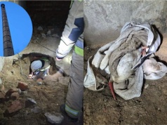 Pobiedna: strażacy uratowali bociana, który się zagapił i wpadł do komina