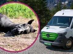 Tylko koni żal. Będą ciągle wjeżdżać na Morskie Oko