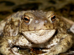 Zasadzili się w mieście na ropuchy, by je wyłapać. Odkryli brutalną prawdę