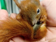 Trzy małe wiewiórki trafiły do krakowskiej fundacji. Trwa walka o ich szybki powrót do zdrowia