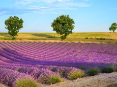 Prowansja na przedłużony weekend za 741 PLN 🥰💜 Loty na przedłużony weekend + hotel 🇫🇷🥐