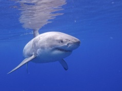 Królowie oceanów gotują się od środka. Ewolucyjna supermoc staje się przekleństwem żarłaczy białych