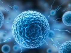 Jak działają jajniki i jądra?