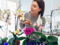 Chcesz przesadzać storczyka? Ten moment ma kluczowe znaczenie, by zakwitł ponownie