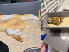 Znaleźli 148 węży w mieszkaniu w Krakowie. Jeden uciekł na klatkę schodową i wystraszył sąsiadów