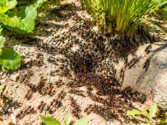 To ona zaprasza mrówki do ogrodu. Usuń ją natychmiast!