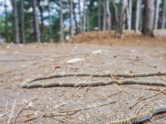 Toksyczny intruz już w polskich lasach. Leśnicy przed nim ostrzegają