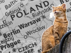 Zaginione przez 11 lat kotka znaleziona w polskim rejestrze. Dlatego warto czipować pupile