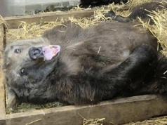 Niedźwiedzica Sabina zwierzakiem lutego w Warszawskim ZOO