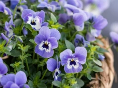 Wlej to pod bratki przy podlewaniu. Będą kwitły nawet do sierpnia