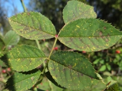 Róże tracą liście już na początku sezonu? Wystarczy kilka dni, by choroba zniszczyła kwitnienie