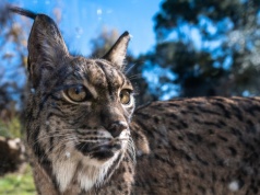 Niecodzienne zachowanie zaobserwowane u rysia. Naukowcy mają pewną teorię