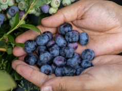 Taką wodą nie podlewaj borówki amerykańskiej. Tylko jej szkodzisz