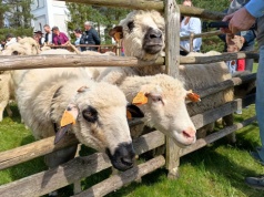 Owce, bacowie i trombity. Sezon pasterski rozpoczęty! ZDJĘCIA