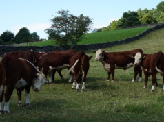 205 tys. hektarów i 10 tys. sztuk bydła w pakiecie. Ta oferta robi wrażenie