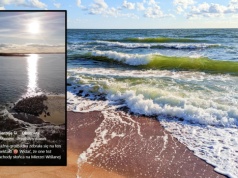 Dziesiątki fok opanowały plażę nad Bałtykiem. Wideo ma 22 tys. wyświetleń po kilku godzinach