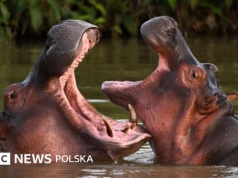 Dlaczego Kolumbia chce uśmiercić 'kokainowe hipopotamy' Pablo Escobara?