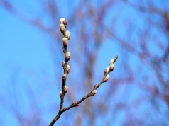 Nadchodzi zimny zwrot. Przymrozki mogą uderzyć w uprawy