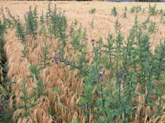 Czym zwalczać ostrożeń w zbożach?