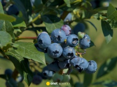 Podlewaj tym borówkę amerykańską. Odwdzięczy się ilością plonów