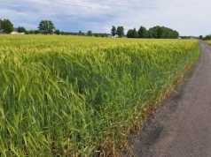 Chcesz podzielić pole? Ten przepis zaskakuje wielu rolników