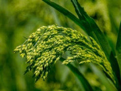 Nie tylko pszenica i jęczmień. Pradziejowy „superfood” podbija Kujawy