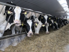 Przełom w hodowli bydła? Nowa pasza może ograniczyć emisje metanu