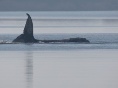 Humbak z Bałtyku zaczął płynąć, ale w złą stronę. "Potrzebujemy cudu"