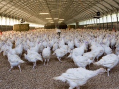 Ptasia grypa w Polsce. W kwietniu 1,6 mln szt. drobiu do likwidacji