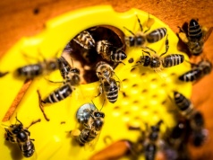 ORLEN postawił na... pszczoły. Pasieka w Gdańsku rośnie