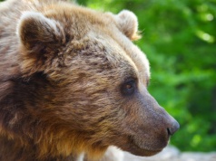 Niedźwiedź zaatakował żołnierzy. Gaz pieprzowy niewiele pomógł