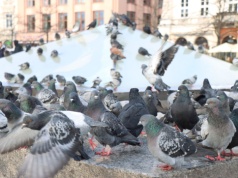 Kraków zmienia Rynek Główny. Miasto chce połączyć historię z nowoczesnością